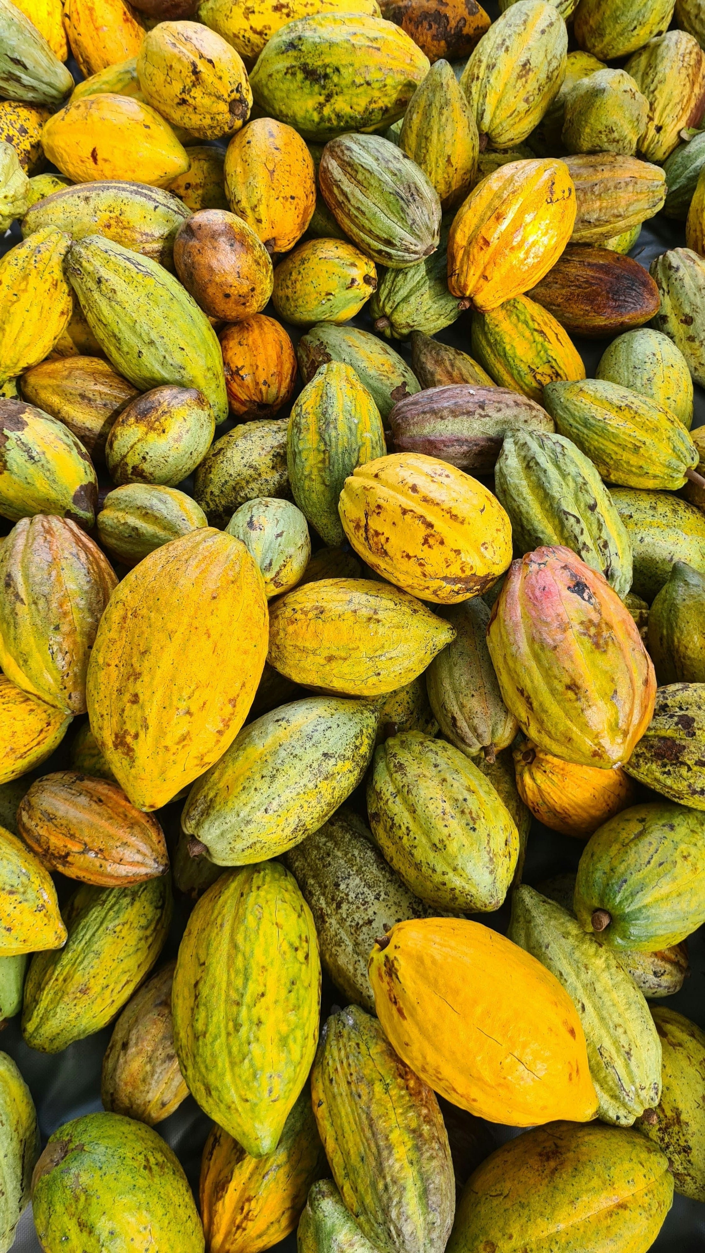 cacao-caraibes-3