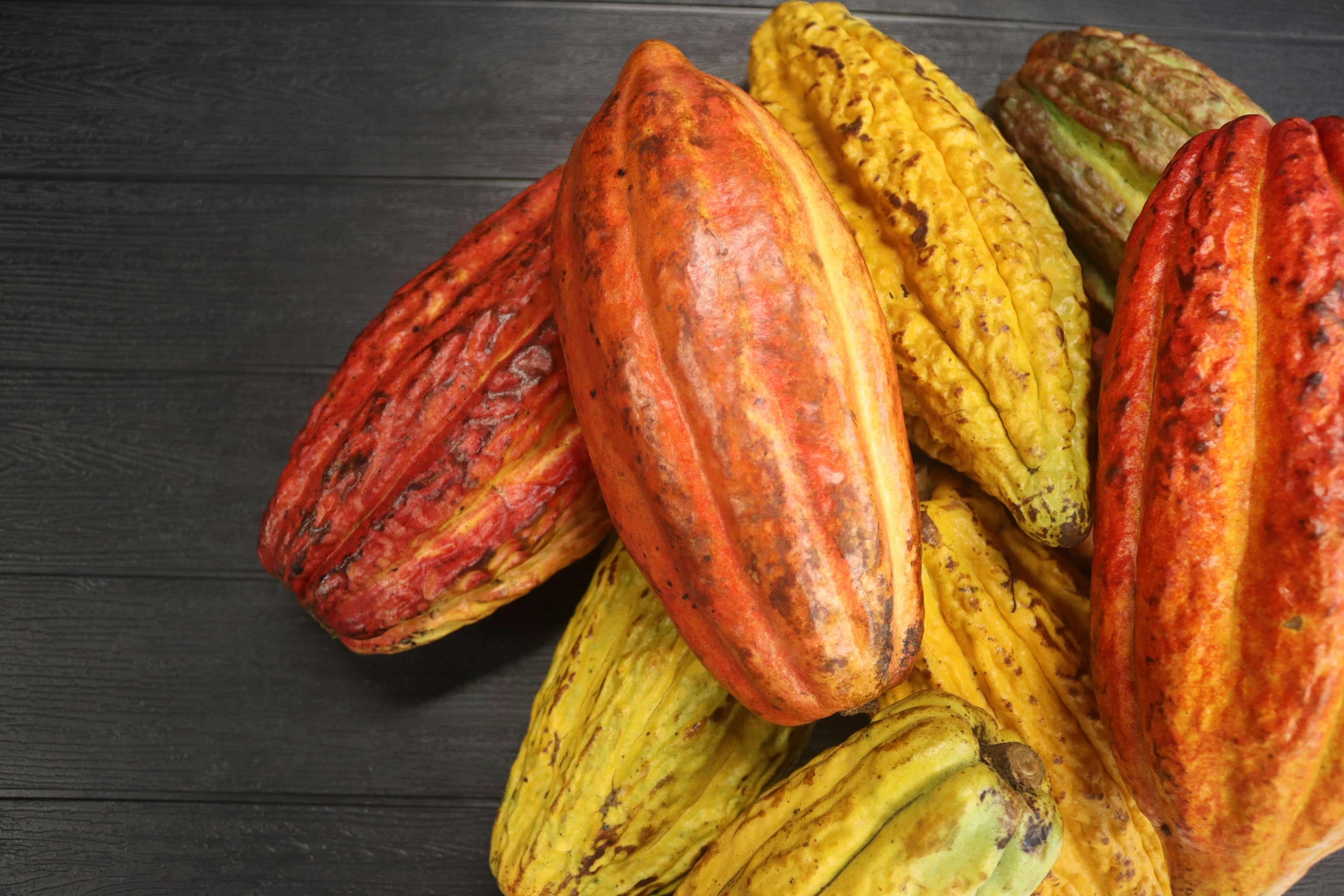 cacao-caraibes
