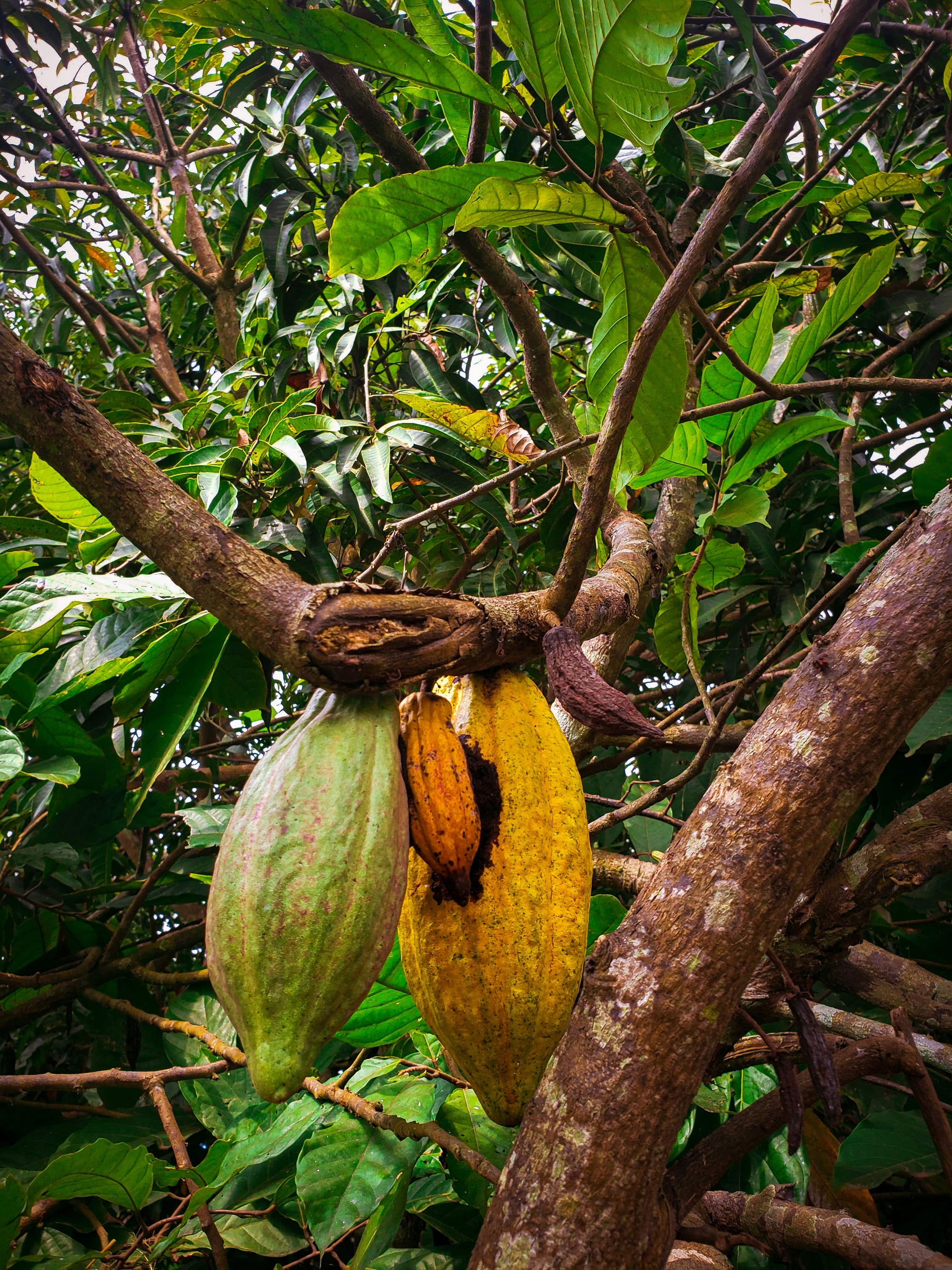 cacao-caraibes1