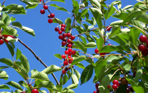 Griottes au kirsch – Image 2