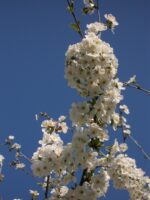 Confiture de Griottes 370g – Image 3